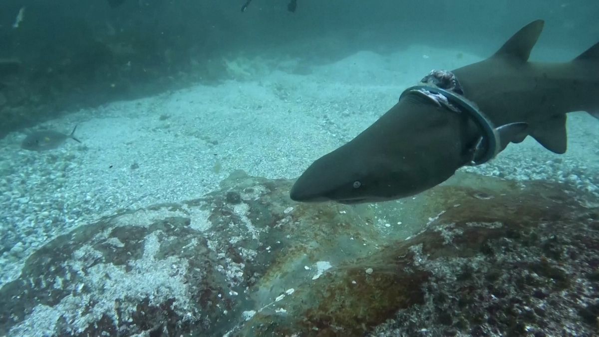 Žraloka sevřela obruč a zařízla se mu do těla, vystresovanou samici natočili potápěči